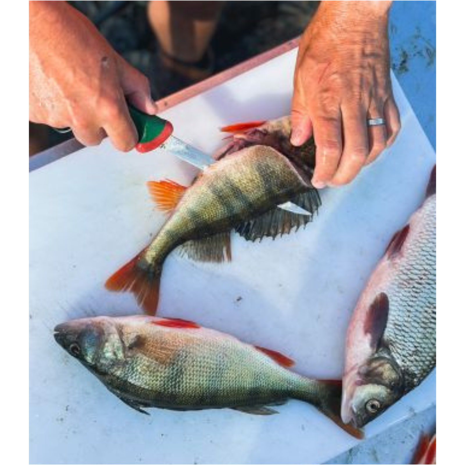 Sanelli Premana 16cm fileointiveitsi