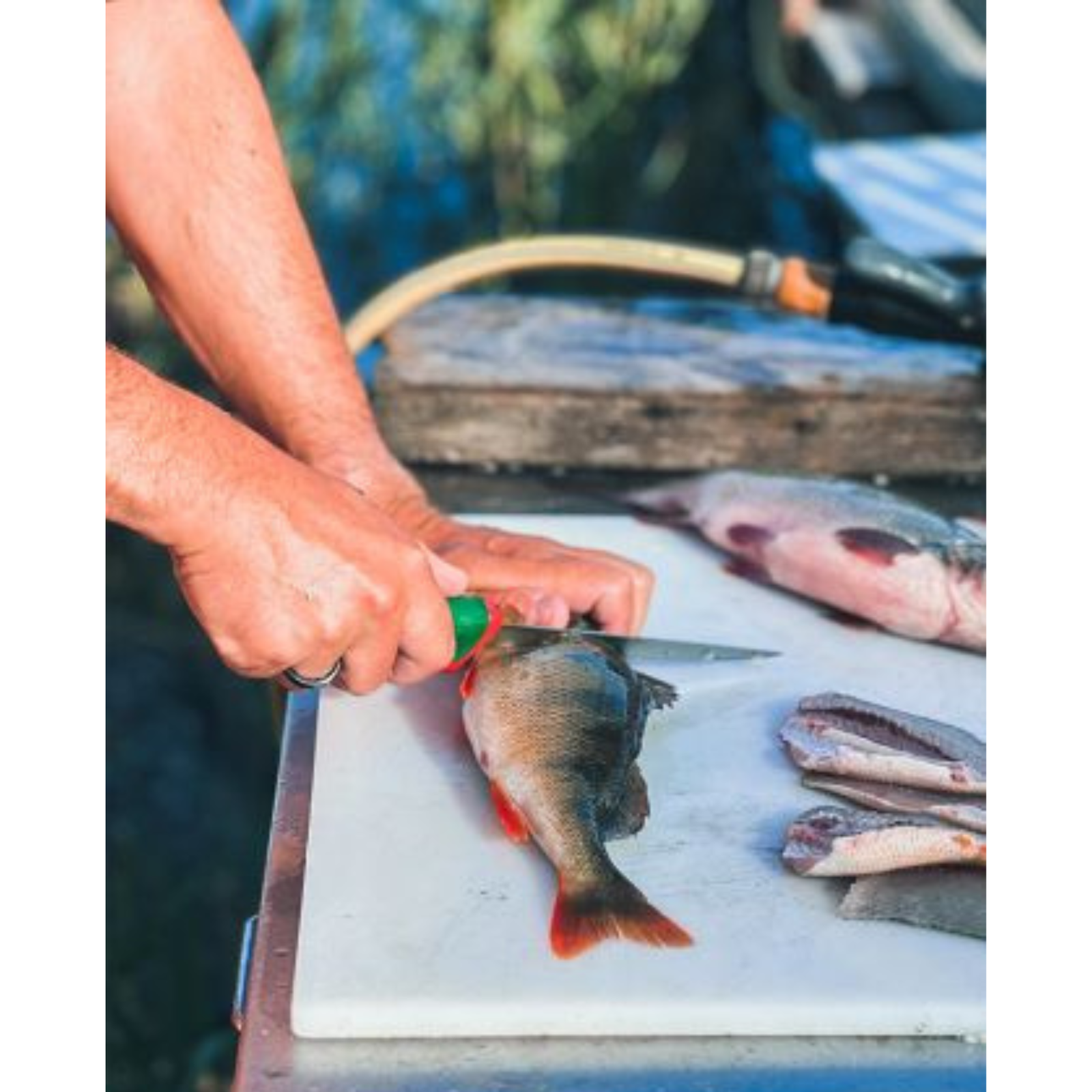 Sanelli Premana 16cm fileointiveitsi