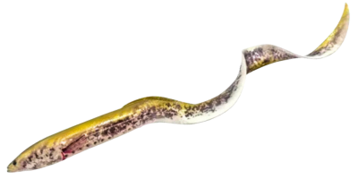 Savage Gear 3D Real Eel 40cm 147g