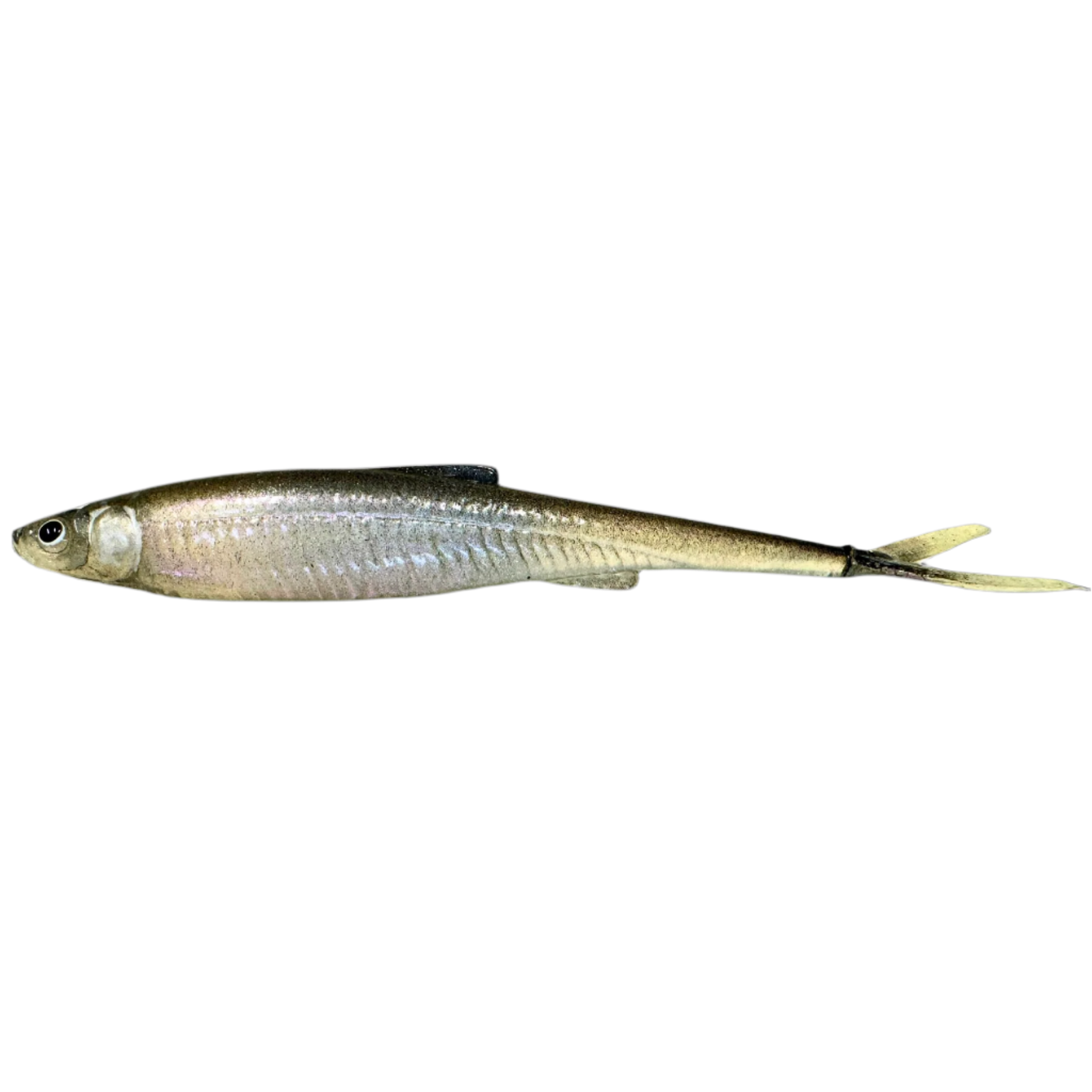 Evä Baits DS 13 V-Tail Jigi 13cm | Ghostwhite Lila 1kpl