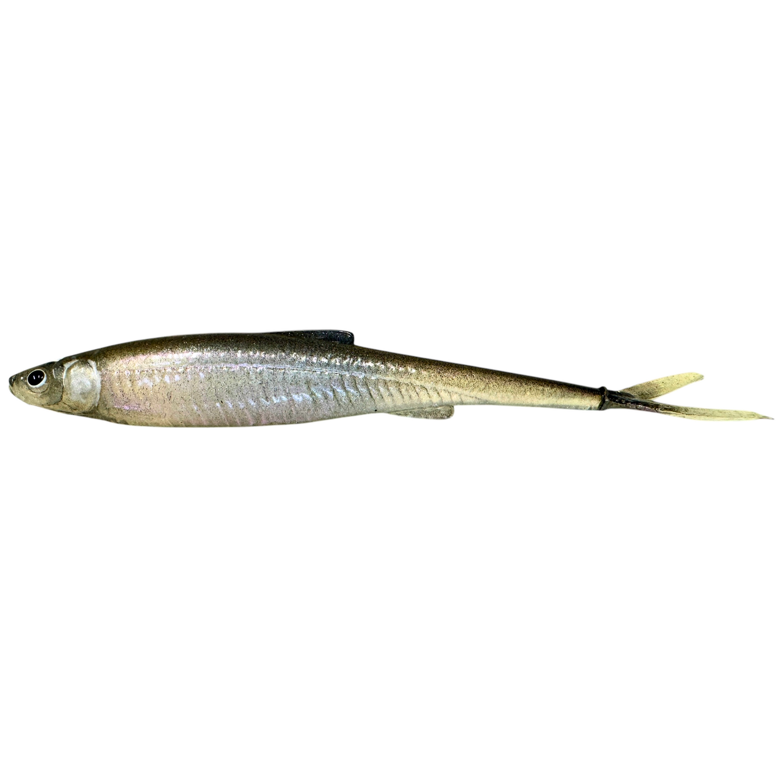 Evä Baits DS 13 V-Tail Jigi 13cm | Ghostwhite Lila 1kpl