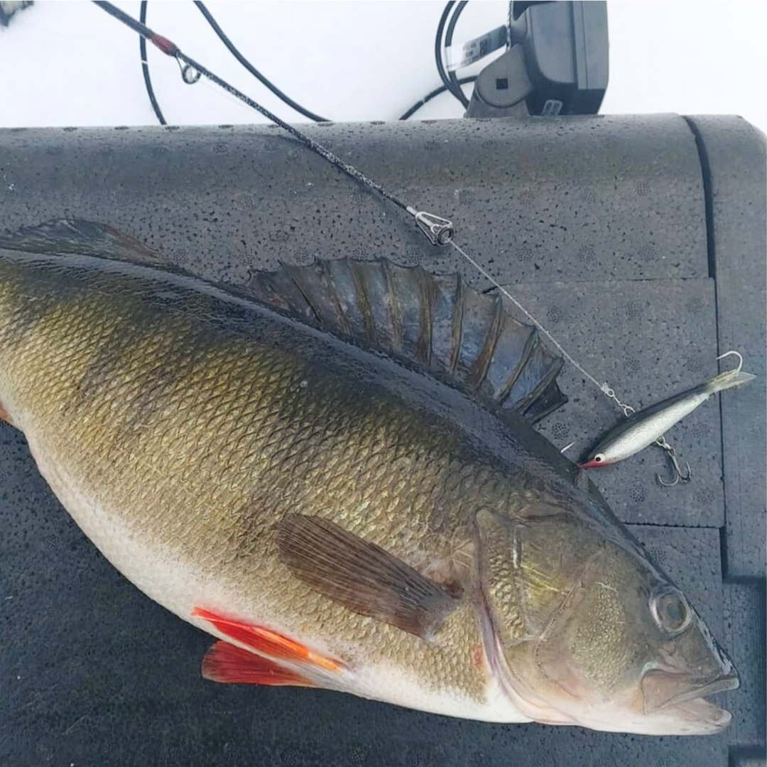 Kaweri 55 Kevennetty Tasapaino 55mm 9g | F1