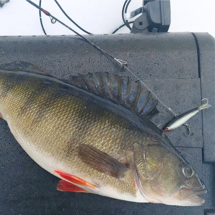 Kaweri 55 Kevennetty Tasapaino 55mm 9g | F1