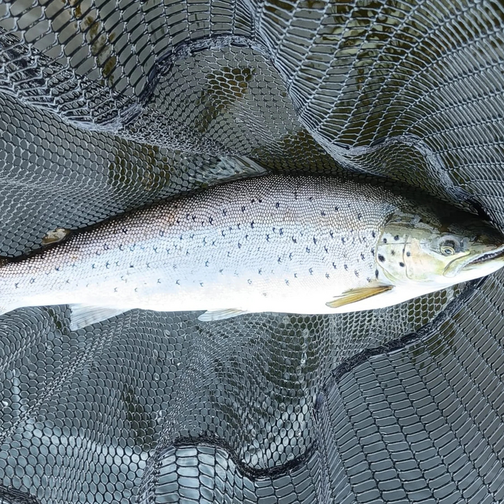 StoneValley Baits Arrow 150mm 28g Meritaimenviehe | 006 Kolmipiikki