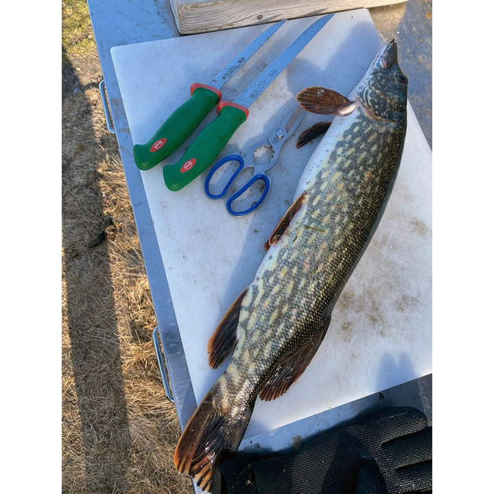 Sanelli Inox Laser kalasakset 20cm