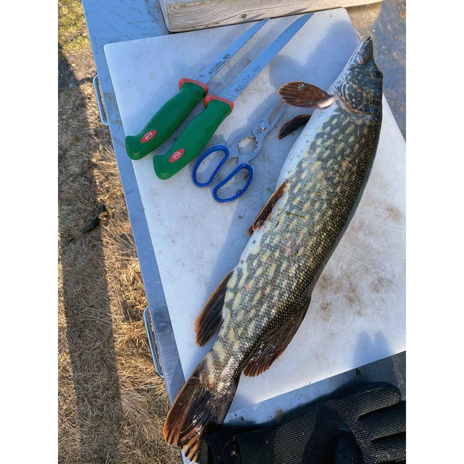 Sanelli Inox Laser kalasakset 20cm