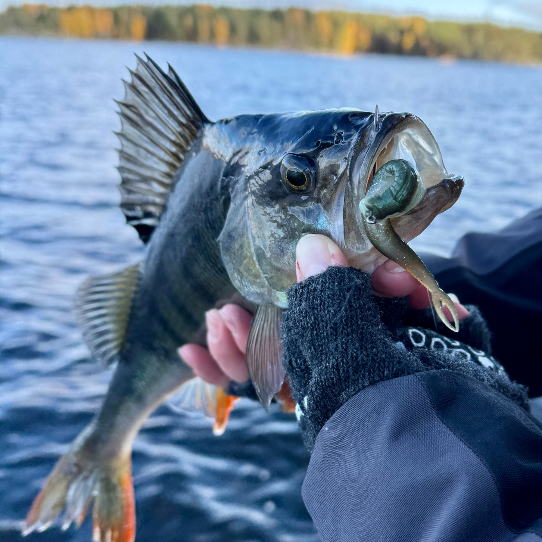 Rapala Crushcity The Jerk 3.75" jigi 7kpl | Budgie