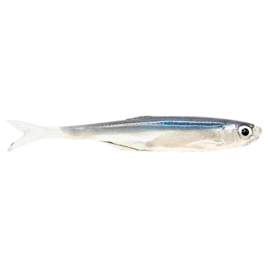 Dominator URSB Salakka Kalapyrstö Jigi 7,5cm NPX sivulta, pää oikealla