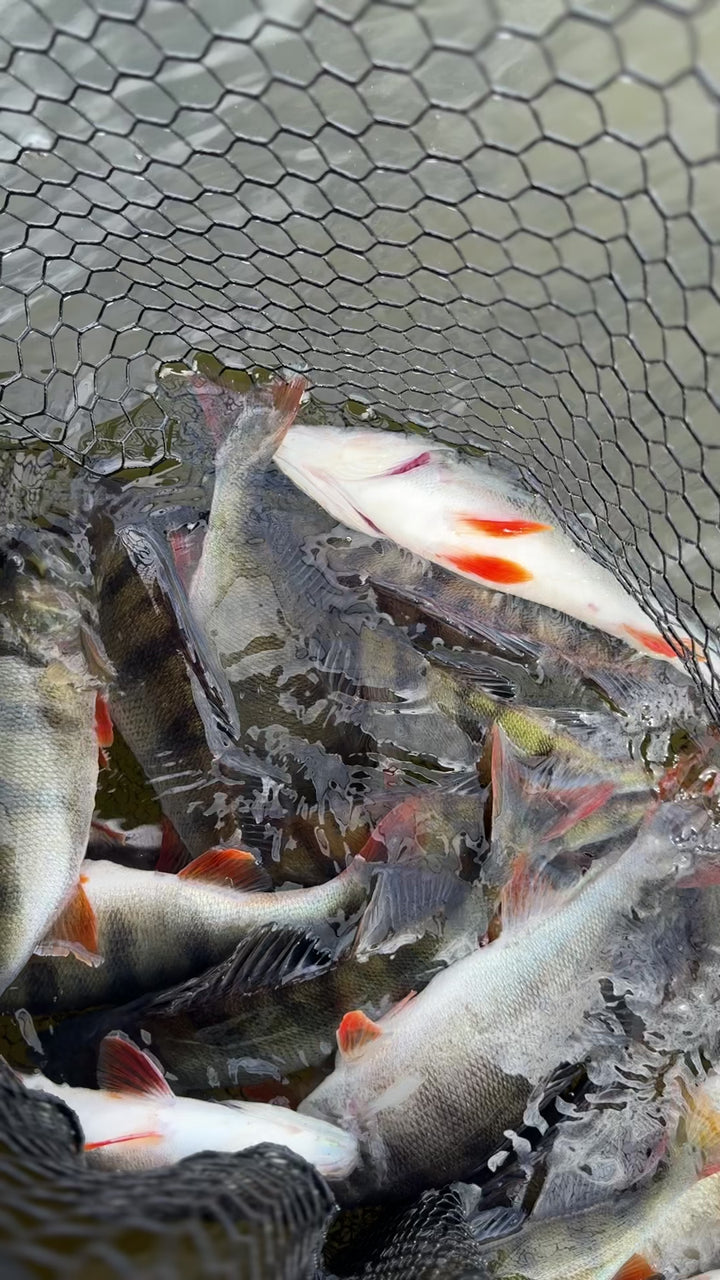 Z-Man Pop ShadZ Jigi 4" 3kpl | Breaking Bream